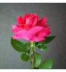 Французская роза пинк