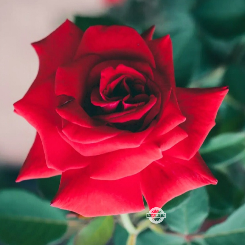 Французская роза Рэд