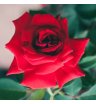 Французская роза Рэд