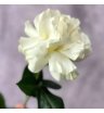 Французская роза Вайт