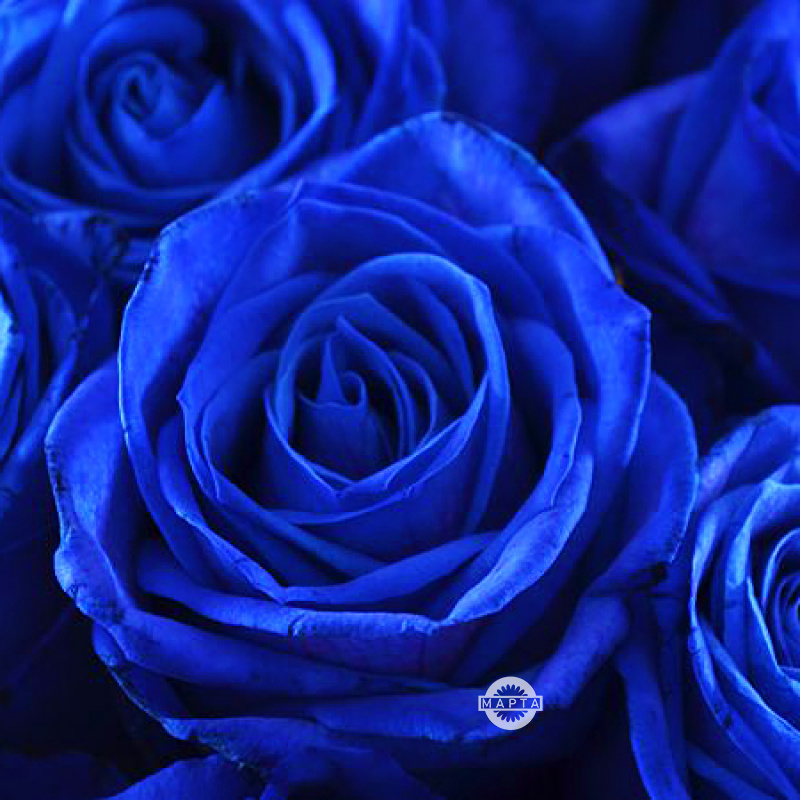 Букет синих роз «Сияние сапфиров» 1
