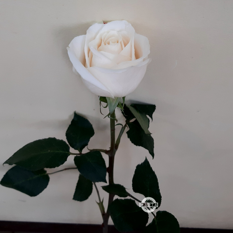 Роза белая Венделла 1