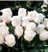 Роза белая Венделла