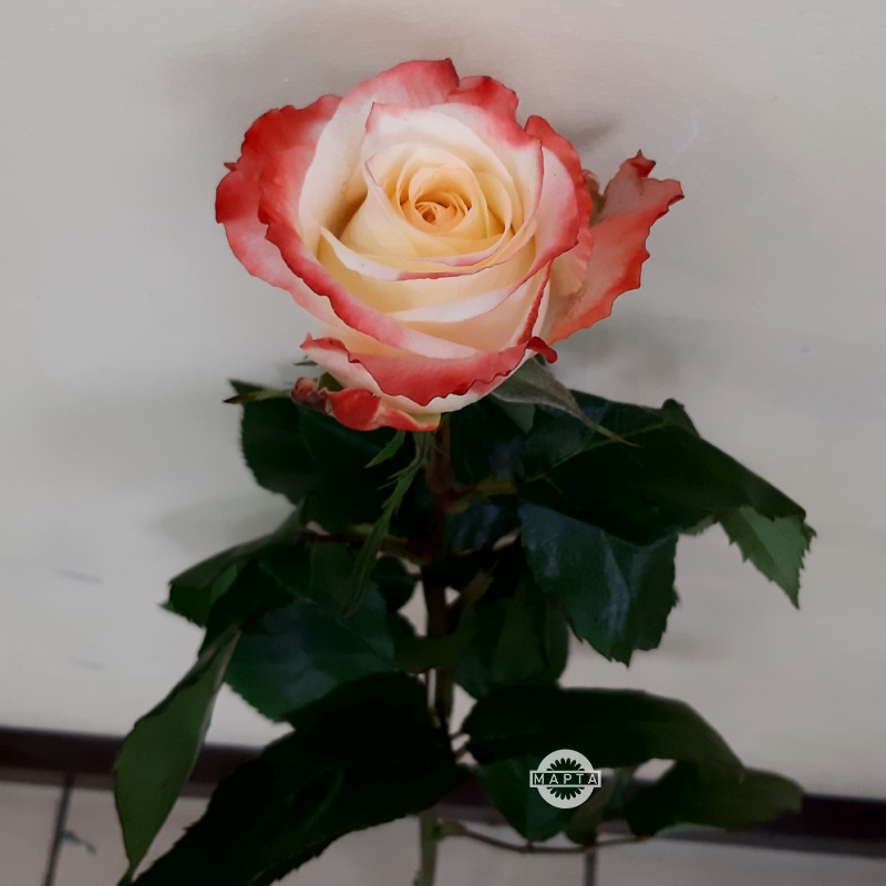 Роза Кабаре 2