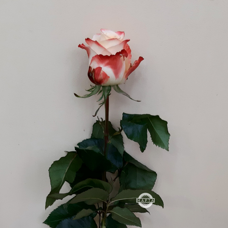 Роза Кабаре 1