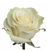 Роза белая Мондиаль 6