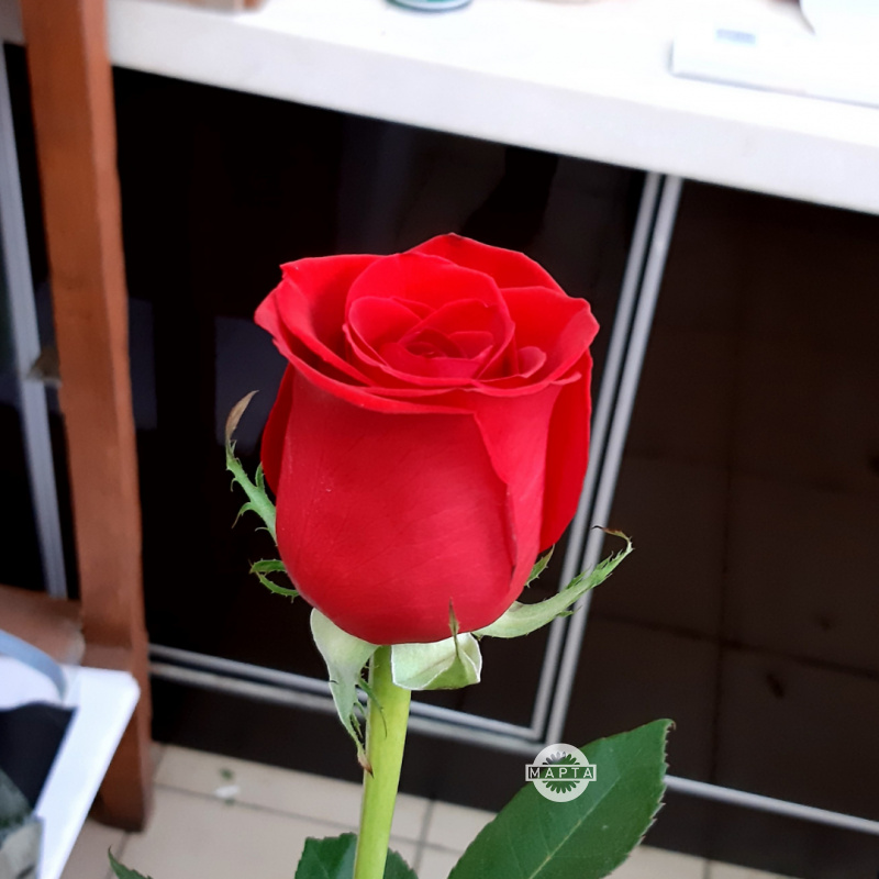 Роза красная Фридом 2