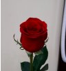 Роза красная Фридом 1
