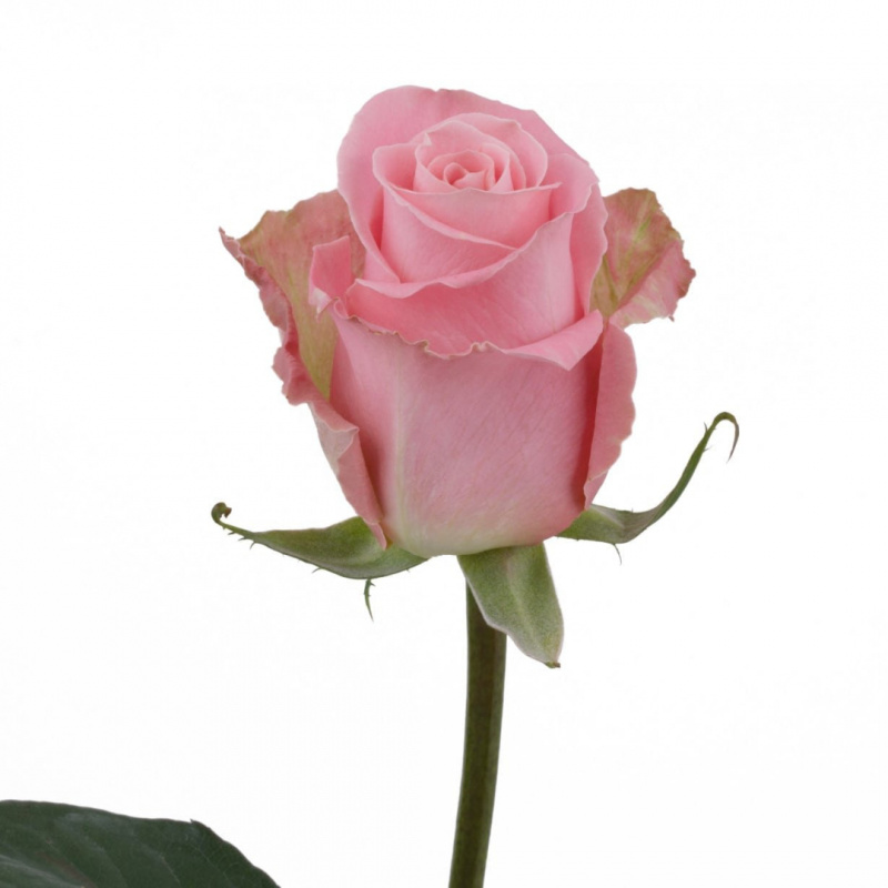 Роза розовая Хермоза 2
