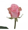 Роза розовая Хермоза 2