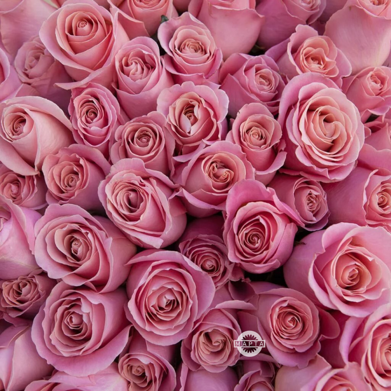 Роза розовая Хермоза 4