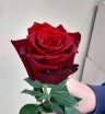 Роза красная Эксплорер