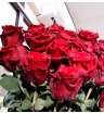 Роза красная Эксплорер 2