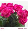 Роза розовая Пинк Флойд 2