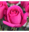 Роза розовая Пинк Флойд 3