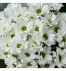Хризантема белая ромашка 2