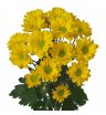 Хризантема желтая ромашка 1