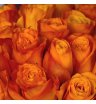 Роза оранжевая 3