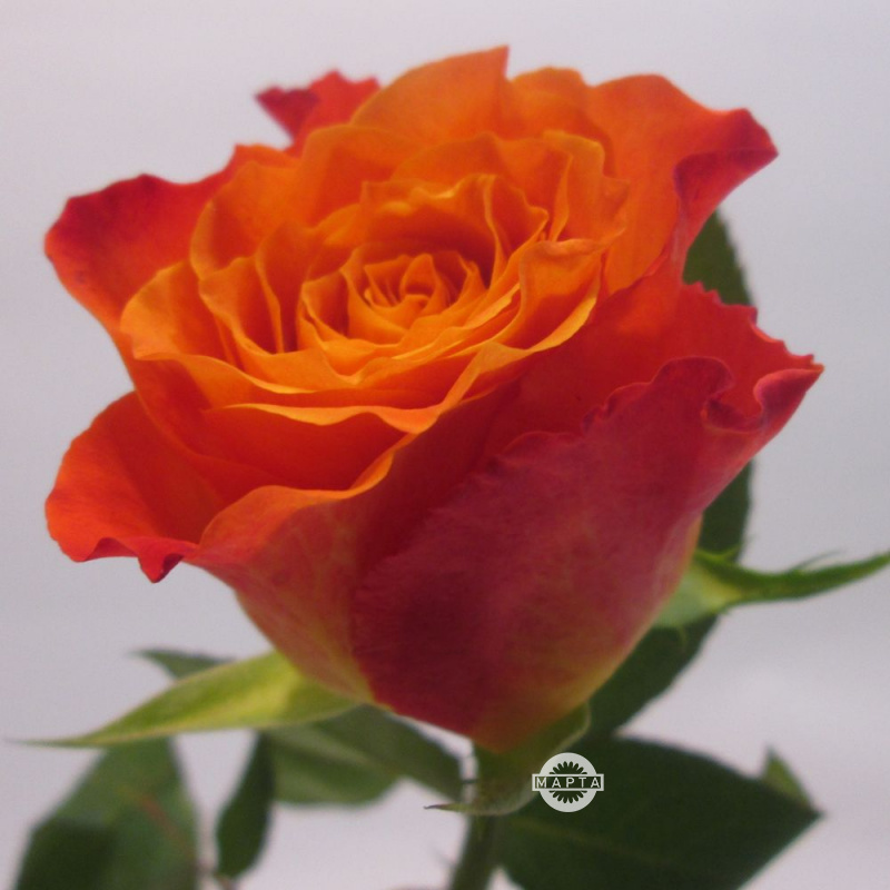 Роза оранжевая 4