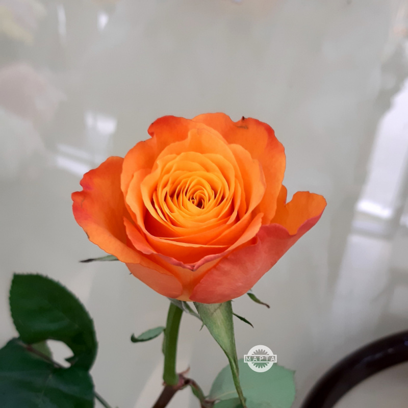Роза оранжевая 1