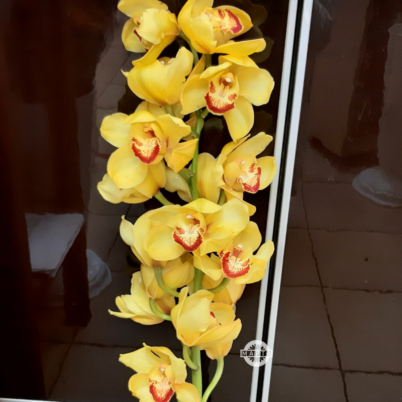 Орхидея Цибмибиум желтый