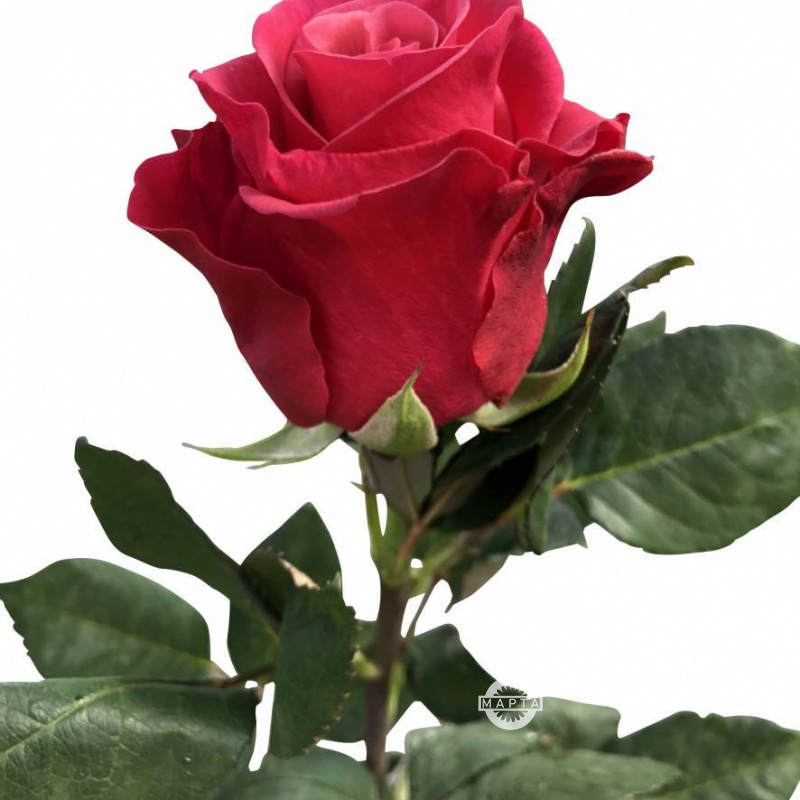 Роза красная Такази 2