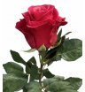 Роза красная Такази 2