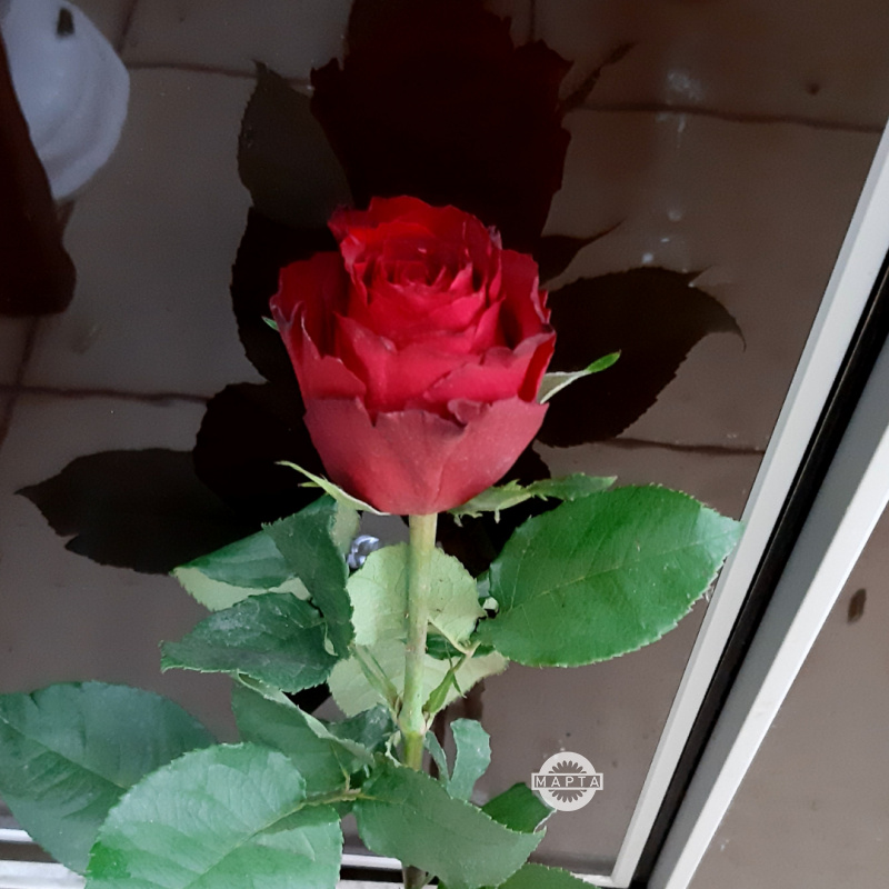 Роза Мадам Ред 1