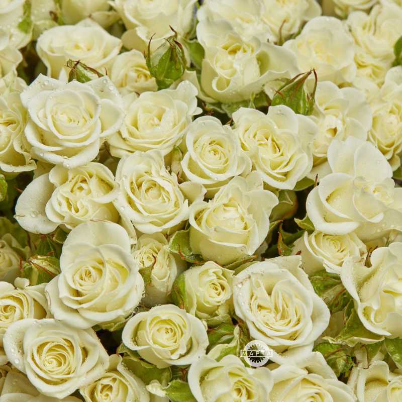 Роза кустовая белая 2