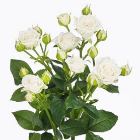Роза кустовая белая от интернет-магазина «Марта» в Туле