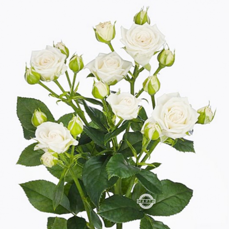 Роза кустовая белая