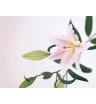 Лилия нежно-розовая 1