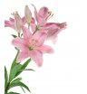 Лилия нежно-розовая 2