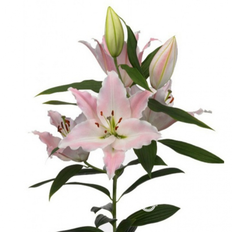 Лилия нежно-розовая