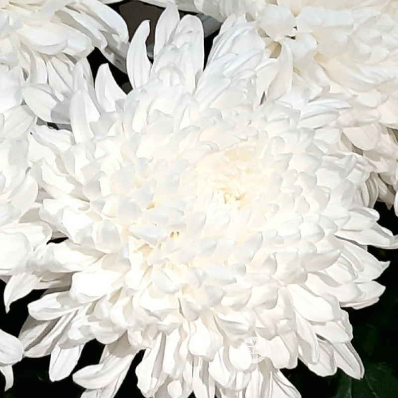 Хризантема белая одноголовая 2