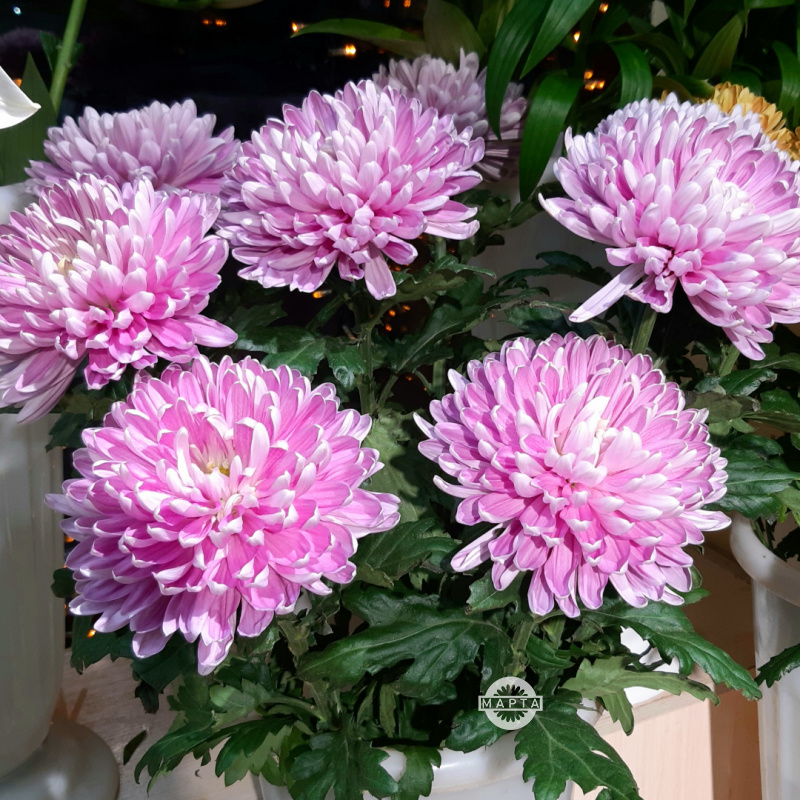 Хрозантема розовая одноголовая 3