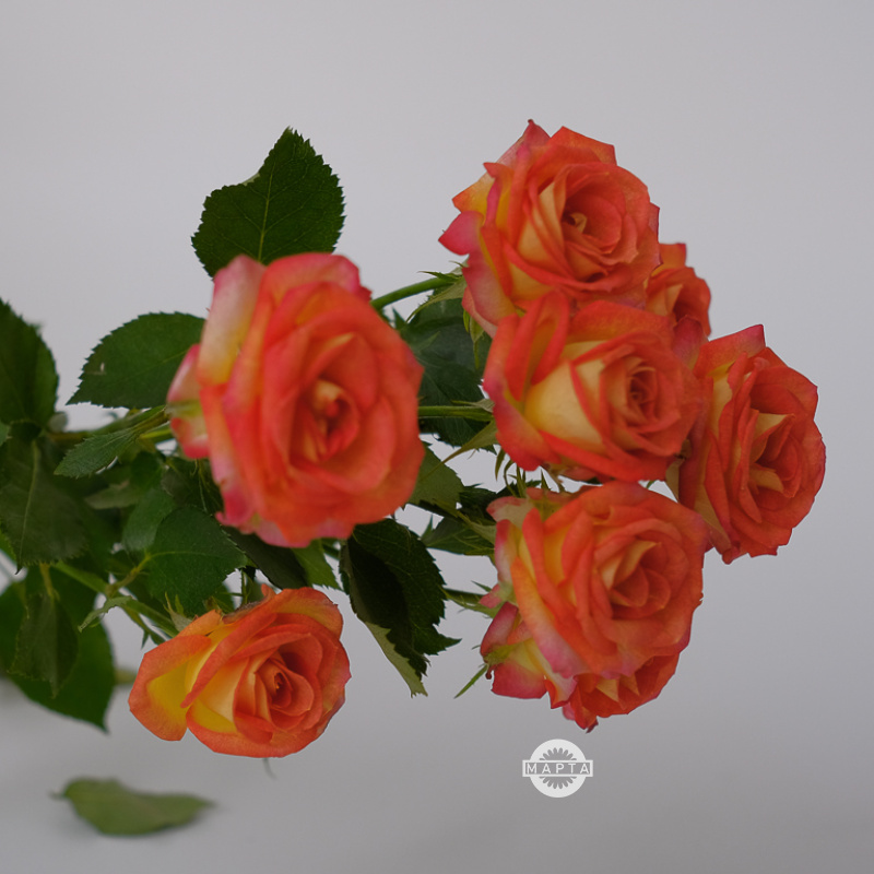 Роза кустовая оранжевая 4