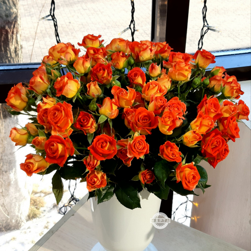 Роза кустовая оранжевая 1