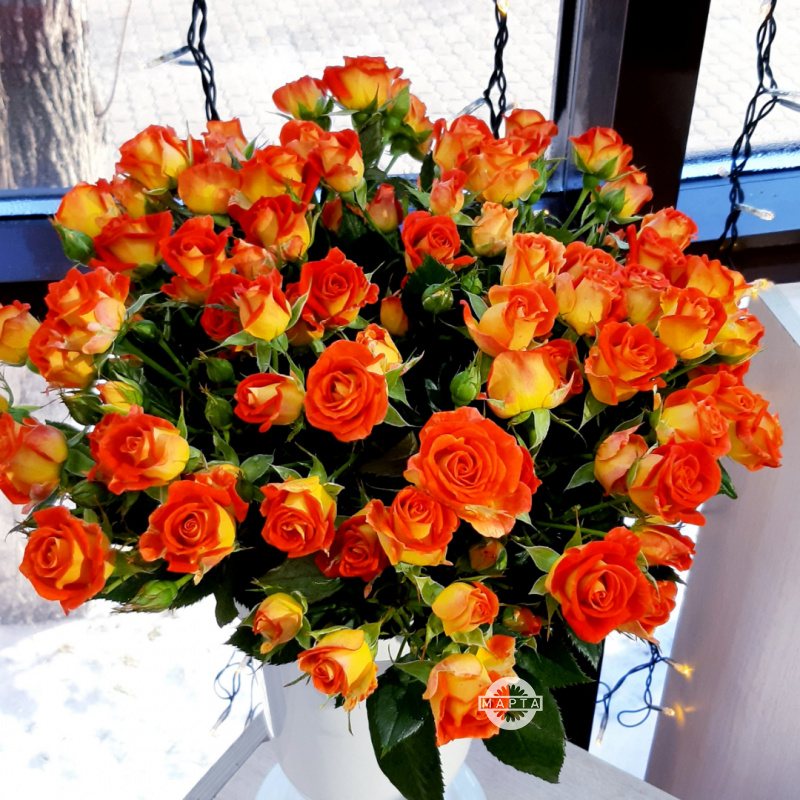 Роза кустовая оранжевая 2