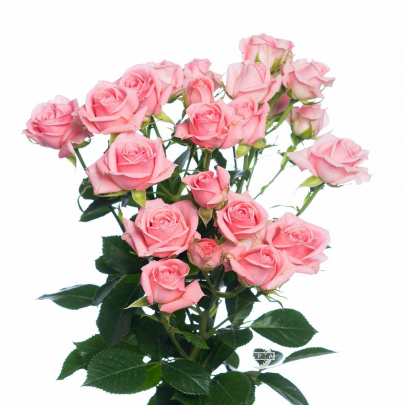 Розовые кустовые розы 1