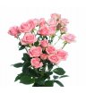 Розовые кустовые розы 1