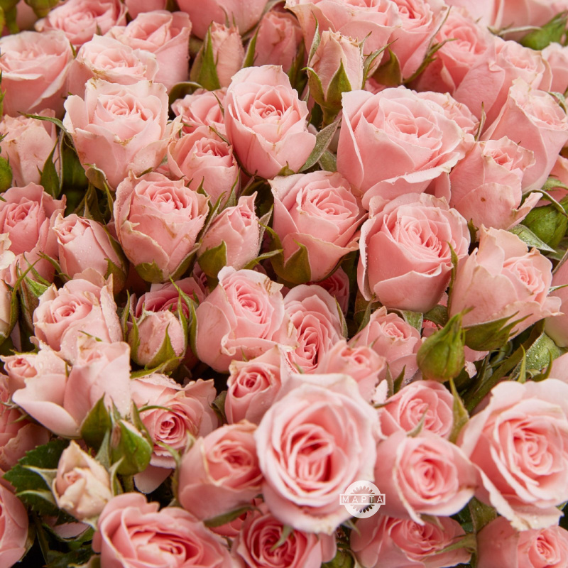 Розовые кустовые розы 2