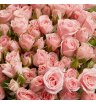 Розовые кустовые розы 2
