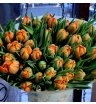 Тюльпаны оранж принцесс 1