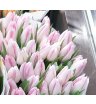 Тюльпаны нежно-розовые