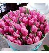 Тюльпаны ярко-розовые 1