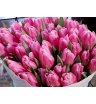 Тюльпаны ярко-розовые 2