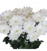 Хризантема белая кустовая 2