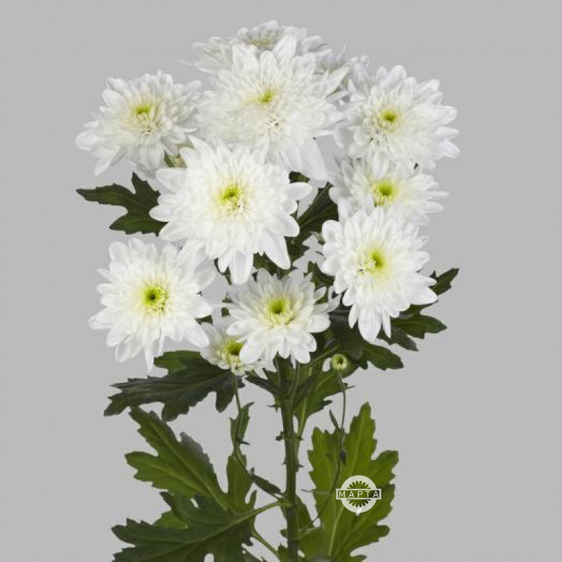 Хризантема белая кустовая 1