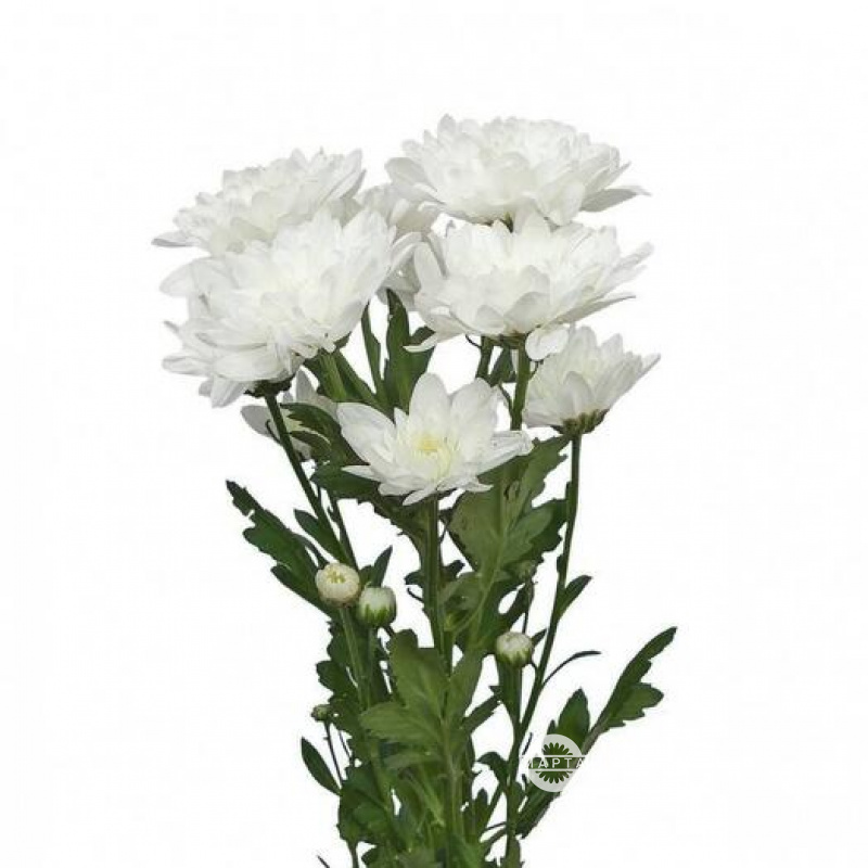 Хризантема белая кустовая 3